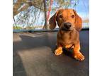 Dachshund Puppy for sale in Yale, OK, USA