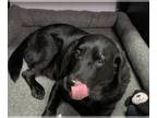 Labrador Retriever DOG FOR ADOPTION RGADN-1228880 - SEBASTIAN - Labrador