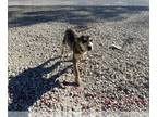 Labrador Retriever-Siberian Husky Mix DOG FOR ADOPTION RGADN-1228889 - A618179 -