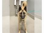 German Shepherd Dog Mix DOG FOR ADOPTION RGADN-1229006 - *NICK BOSA - German