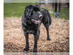 Chinese Shar-Pei-Labrador Retriever Mix DOG FOR ADOPTION RGADN-1229018 - JACQUES