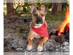 American Staffordshire Terrier DOG FOR ADOPTION RGADN-1229027 - LUCY - American