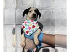 Beagle Mix DOG FOR ADOPTION RGADN-1229030 - Frannie (GA) - Beagle / Mixed (short