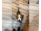 Bagle Hound DOG FOR ADOPTION RGADN-1229032 - Borrancho - Basset Hound / Beagle /