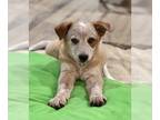 Red Heeler Mix DOG FOR ADOPTION RGADN-1229054 - **VIC** Adoption Event-Sun