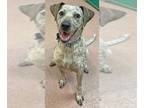 Bluetick Coonhound Mix DOG FOR ADOPTION RGADN-1229078 - ZURI - Bluetick