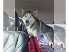 Mix DOG FOR ADOPTION RGADN-1229103 - McGregor - Husky (long coat) Dog For