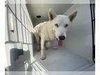 Siberian Husky DOG FOR ADOPTION RGADN-1229116 - A618203 - Siberian Husky (long