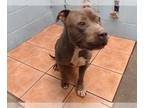 American Pit Bull Terrier DOG FOR ADOPTION RGADN-1229127 - PAVLOVA - Pit Bull