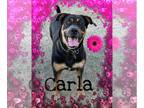 English Mastweiler DOG FOR ADOPTION RGADN-1229158 - Carla - Rottweiler / Mastiff