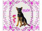 German Shepherd Dog DOG FOR ADOPTION RGADN-1229161 - PIXIE - German Shepherd Dog