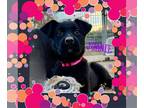 Labrottie DOG FOR ADOPTION RGADN-1229164 - JOANIE ❤️ - Labrador Retriever /