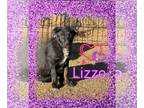 Shepweiller DOG FOR ADOPTION RGADN-1229168 - Lizzo ❤️ - Rottweiler / German