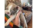 Boston Terrier Puppy for sale in Howell, NJ, USA