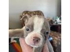 Boston Terrier Puppy for sale in Howell, NJ, USA