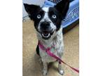 Adopt Mademoiselle a Border Collie, Mixed Breed