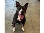 Adopt LALA a American Staffordshire Terrier