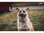 Adopt Bailey 2 a German Shepherd Dog