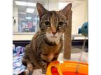 Adopt Madonna a Domestic Short Hair