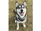 Adopt Arora a Husky, Mixed Breed