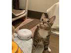 Adopt Chantilly (bonded with Cameron) a Tabby