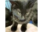 Adopt Pepper a Domestic Short Hair