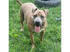 Adopt Pua a Mixed Breed