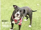 Adopt Roxy a Pit Bull Terrier, Mixed Breed