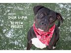 Adopt Dua Lipa a Pit Bull Terrier, Mixed Breed