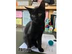 Adopt Paisley a Domestic Short Hair