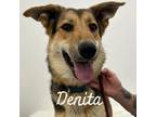 Adopt Denita a German Shepherd Dog