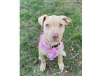 Adopt Gretel a American Staffordshire Terrier, Labrador Retriever