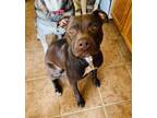 Adopt Jenny (pka Forest) a Labrador Retriever, Pit Bull Terrier