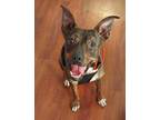 Adopt Delilah a Mixed Breed, Pit Bull Terrier
