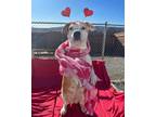 Adopt Miss Bubbles a Pit Bull Terrier, Hound