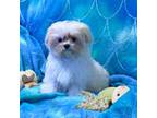 Maltese Puppy for sale in Mastic, NY, USA