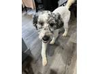 Adopt Reign a Poodle