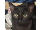 Adopt Mirage a Domestic Short Hair