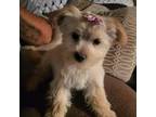 Yorkshire Terrier Puppy for sale in Lyman, SC, USA