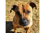 Adopt Emma a Black Mouth Cur, Pit Bull Terrier