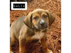 Adopt Dalia a German Shepherd Dog, Hound