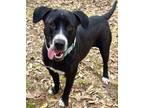 Adopt Daisy a Labrador Retriever