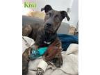 Adopt Kiwi a American Staffordshire Terrier