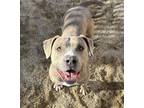 Adopt Ducky a Pit Bull Terrier