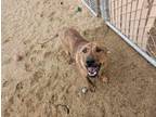 Adopt Cassie a Mixed Breed