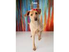 Adopt Emma a Labrador Retriever, Australian Cattle Dog / Blue Heeler