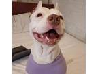 Adopt Suki *courtesy post* a Pit Bull Terrier