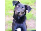 Adopt Tippy 24-02-009 a Black Labrador Retriever, Border Collie