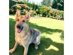 Adopt Lola a German Shepherd Dog