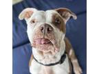 Adopt Theodora a Pit Bull Terrier